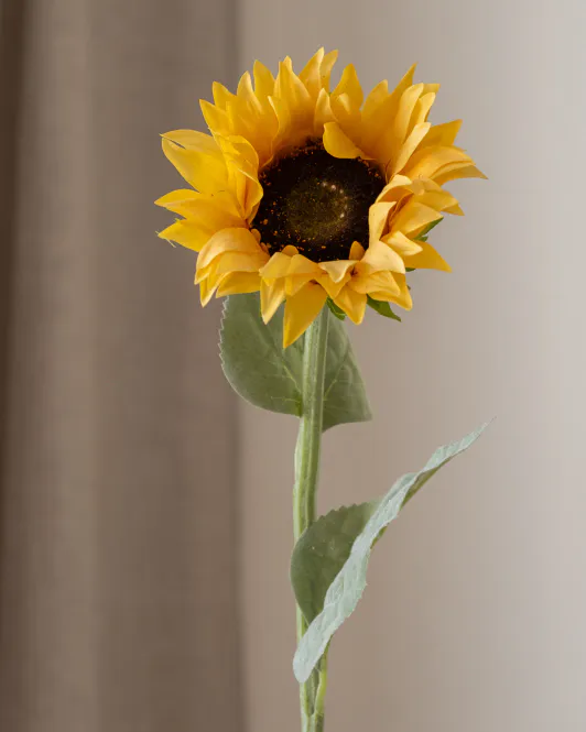 Hovedbilde Sunflower Small