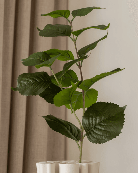 Hovedbilde Hydrangea Leaves