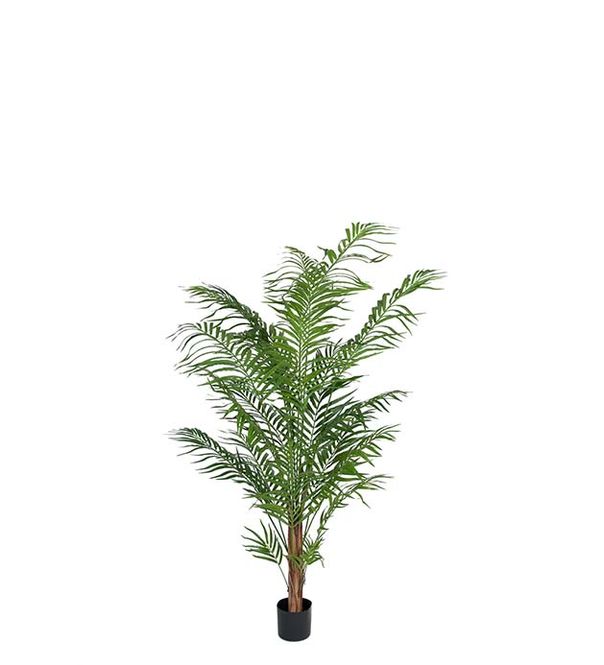 Hovedbilde Areca palm