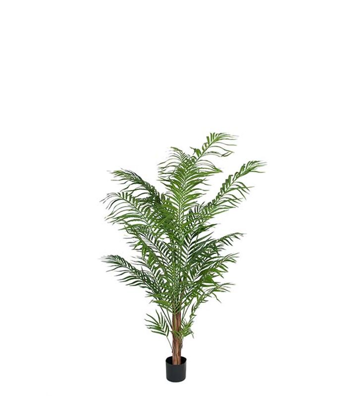 Areca palm