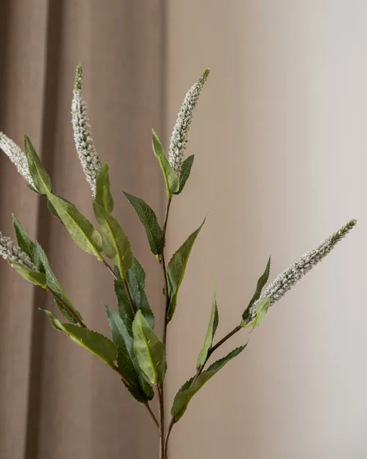 Hovedbilde Salvia Grass