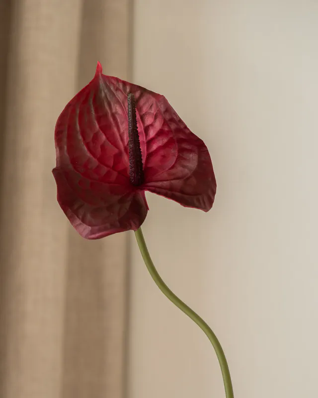 Anthurium Flower