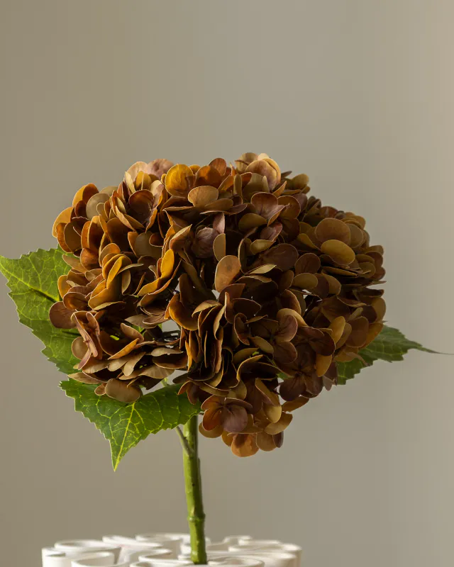 Hydrangea Flower