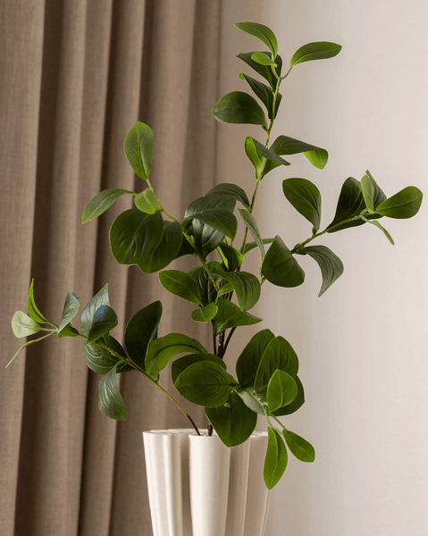 Hovedbilde Ficus Tree Leaves